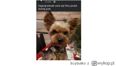 Scybulko - #fredikamionka #heheszki #humorobrazkowy