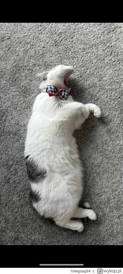 folwgnag94 - Zdejmuj te muchę!!!!

#kotki #pokazkota #smiesznykotek #smiesznekotki #k...