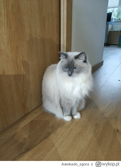 Awokado_zgora - @Zmorka