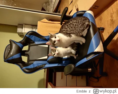 Emble - #koty #pokazkota 
Fotel może nie najwygodniejszy, ale dwa kitki komfortowo po...