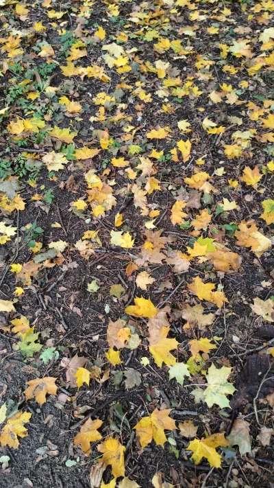 vieniasn - bardzo nagle się to stało wczoraj ich tu jeszcze nie było a dziś żółto