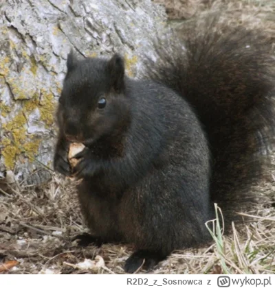 R2D2zSosnowca - @makrofag74 a na bronxie mieszkają squirggas!