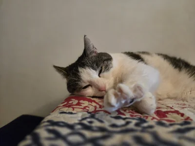 Solsith - @BAMBARILLO: (づ•﹏•)づ