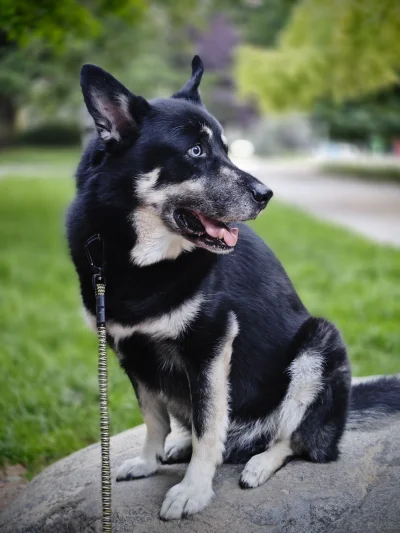 kanal35_pl - Mój psinek, 9-letni, 40-kilogramowy miks husky i owczarka niemieckiego p...