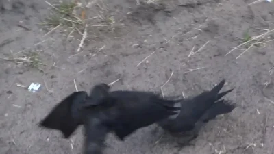 Lenalee - Pogonił gówniaka xD