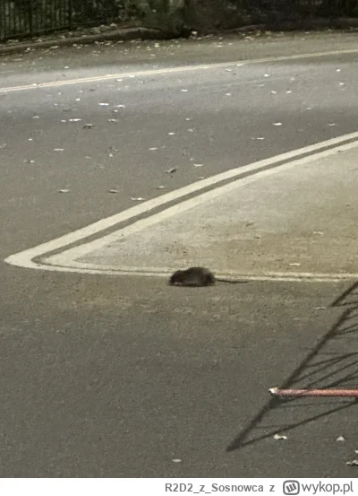 R2D2zSosnowca - @R2D2zSosnowca aaa zapomniałbym. Wiecie, że nawet wiewiórki się przeb...