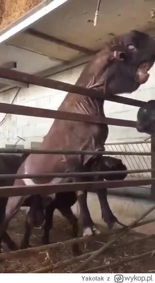 Yakotak - #heheszki #zwierzaczki