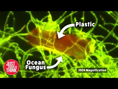 PiersKurczaka - Natura zawsze znajdzie sposób

#ciekawostki