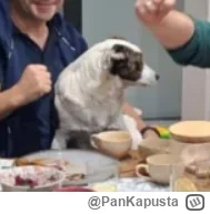 PanKapusta - @vorky: I pies z łapami na stole (ಠ‸ಠ)