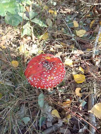 Baczny_Obserwator - O patrzcie koliedzy grzybek specjalny dla nas #przegryw