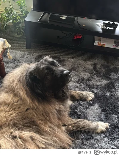 gr4ve - No to moja dobra przyjaciółka umarła
#pokazpsa #rip