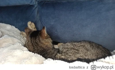 losbaltica - Nie ma nic przyjemniejszego jak leniwa niedziela pod kocykiem z kotem (｡...