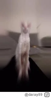 daray89 - #codziennykotopetany #dziwnekotki