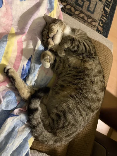 fijiwara - Sobota dzień kota
A oto Kira 🤗
#pokazkota