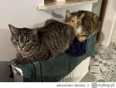 alexander-dantes - @Tyrande
@Rosinante

Kaloryferowy pociag do ciepelka (combo x2).