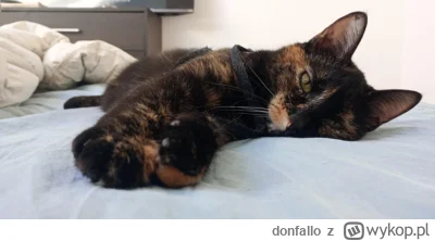 donfallo - #pokazkota