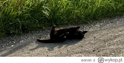 enron - Dla porządku kotecek (ʘ‿ʘ)