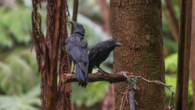 Loskamilos1 - Corvus havaiiensis czyli wrona ogorzała, przedstawiciel rodziny krukowa...