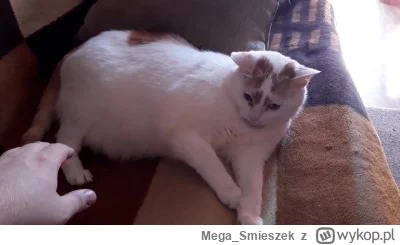 Mega_Smieszek - Kotken zdenerwiotken ᶘᵒᴥᵒᶅ

SPOILER

#koty #pokazkota