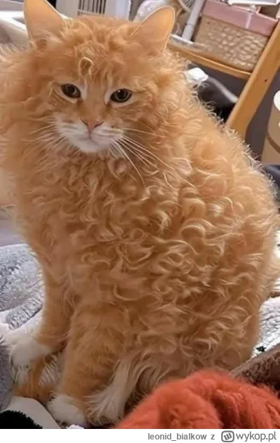 leonidbialkow - @adalovelace: cze