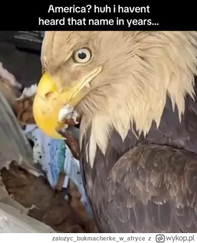 zalozycbukmacherkew_afryce - @Erelius: xD Wizerunek USA za kadencji Trumpa: