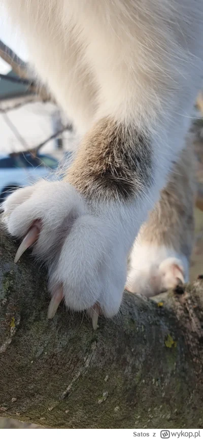 Satos - #kotdrzewny #pokazkota
Drapieżnik, chyba, że sobie założy torbę na głowę to t...