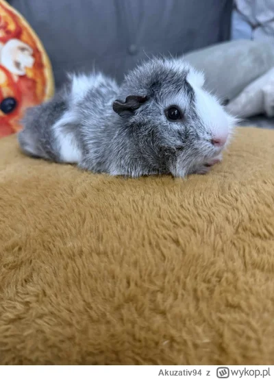 Akuzativ94 - Chmurek życzy miłego piątku ( ͡° ᴥ ͡°)

SPOILER

#swinkimorskie #swinkam...