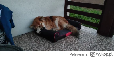 Peleryna - #zwierzaczki #psy SZ. P. SZAKAL dostanie na dobry dzień plusika?