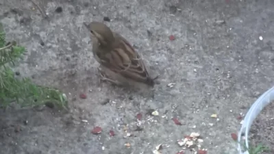 Lenalee - Wróbelek bez ogonka (・へ・)

#ptaszkowpis