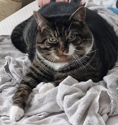 AMBIWALENTNYPSIUR - @odislaw nie zawsze xD