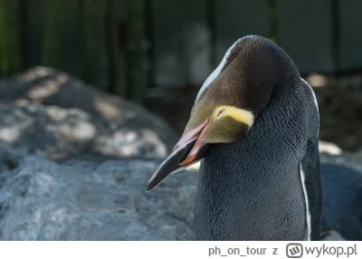 phontour - @powsinogaszszlaja: Antarktyda i okolica zawsze na tak!