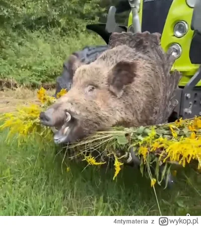 4ntymateria - Dożynki baza.
#myslistwo #zwierzaczki #heheszki