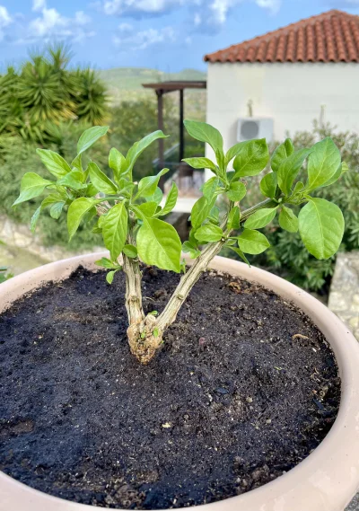 asdfghjkl - Habanerowy bonsai ( ͡° ͜ʖ ͡°) zażywajcie słoneczka. Tatko się wami zajmie...