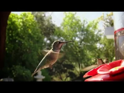 Two_Face - Trafiłem na kanał jakiegoś młodego chłopaka co opowiada o #zwierzaczki z p...