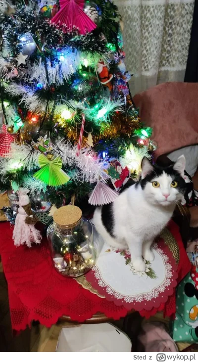 Sted - @cutecatboy: Koleżanka pozdrawia.