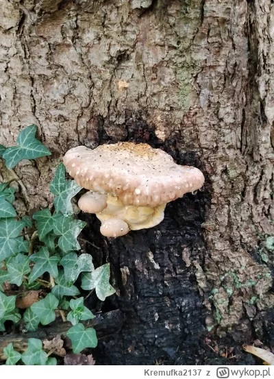 Kremufka2137 - Czy to jest to co myślę? Nigdy tego nie zbierałem. Chat gpt twierdzi, ...