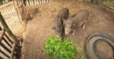 B1ES - #raportzpanstwasrodka Świeża woda dla świnek... 
Qźwa, menel od miesiąca nie m...