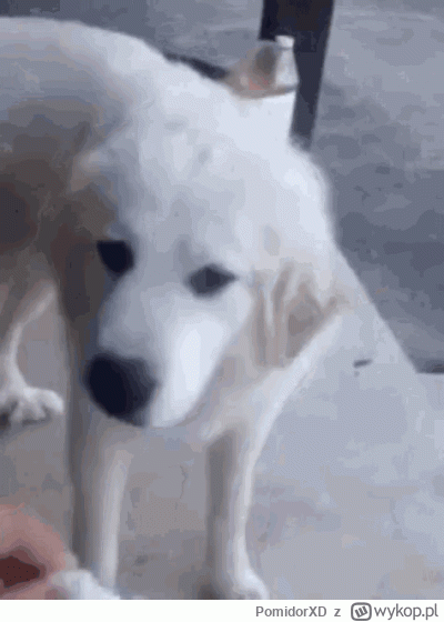 PomidorXD - Brawo. Wykop cię stworzył a ty zmieniłeś strone jak Włochy podczas 2 wojn...