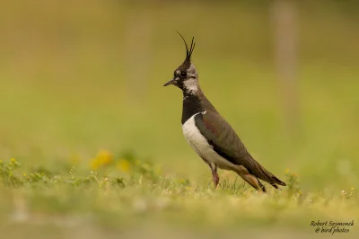 Lifelike - Czajka (Vanellus vanellus)
Głos
#photoexplorer #fotografia #ornitologia #p...