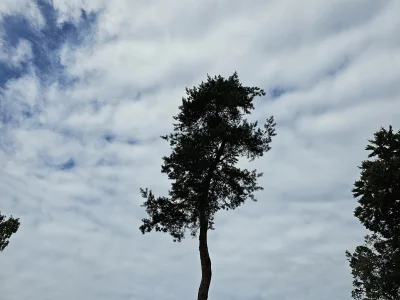 d.....a - #przegryw #spierdotrip #las #drzewa #chmury
Drzewo, prawie samotne.
Ehhh...