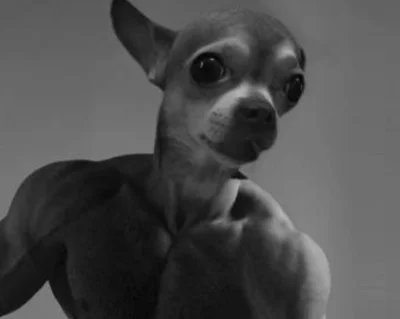 czahrolek98 - Bójcie się przegrywy 
#psiarze #psy