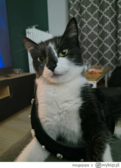 megajopa - #pokazkota 

Andżela