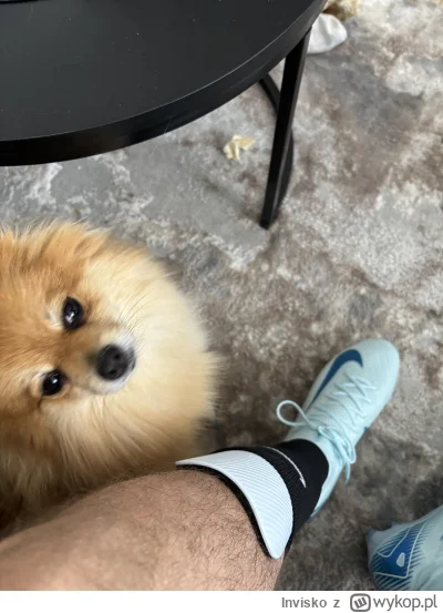 Invisko - @zulwblotny: mieszkam z moim pięknym pieskiem