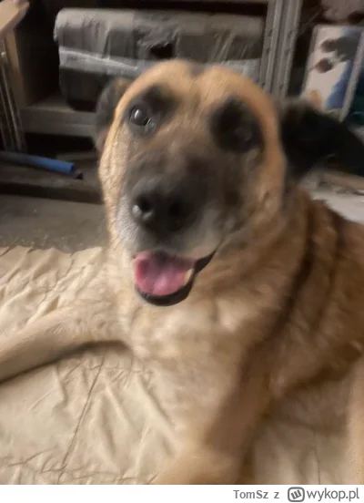 TomSz - Dzień 3 i zaczął dawać brzuch do głaskania, dwa razy wracał z działki do domu...