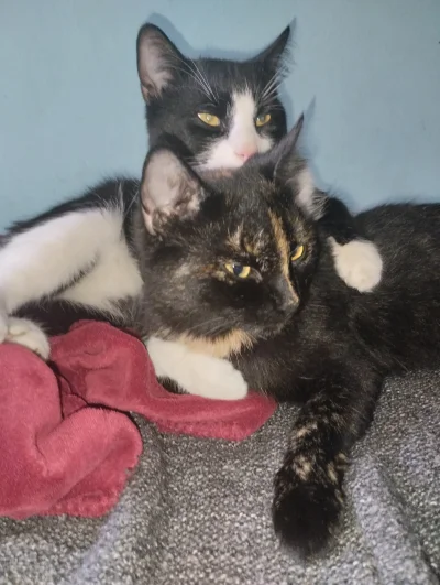 BlancheBarton - #dziendobry #pokazkota

On jom kocha(｡◕‿‿◕｡)