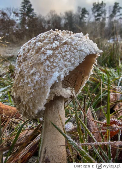 Dorciqch - Pięknie przymroziło, aż się chciało w lesie spacerować (｡◕‿‿◕｡)
#las #grzy...