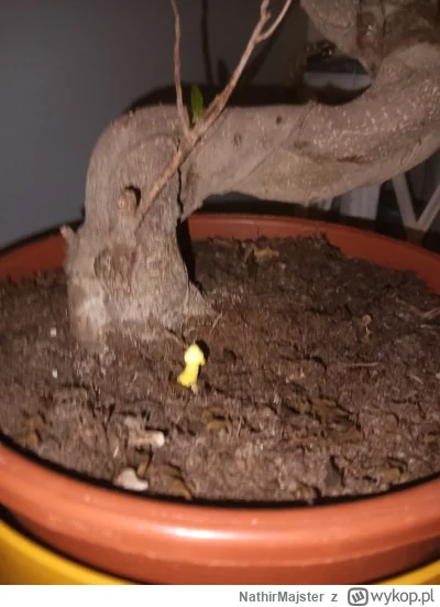 NathirMajster - #rosliny  w moim drzewku bonzai taki grzyb wyrósł xD na halucyna się ...