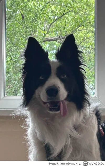 tymekniewydymek - Rzecznik Praw Obywatelskich odpowiada, że kto posiada psa, ma prawo...