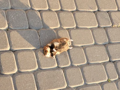 Emble - #krakow #przylasekrusiecki 
Pierwsze moje spotkanie z chomikiem europejskim n...