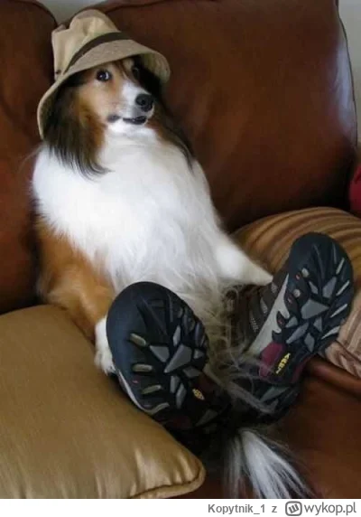 Kopytnik1 - #przegryw #psy #pimpek

@lvbieplacki

Może taka stylizacja dla Pimpka?